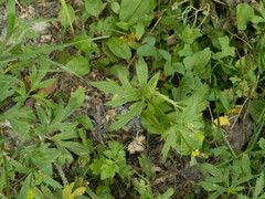 Ranunculus chinensis