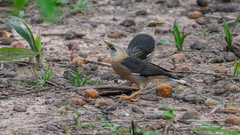 Acridotheres leucocephalus