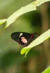 Parides