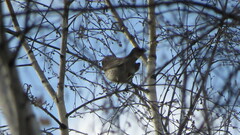 Turdus pilaris