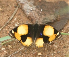 Junonia hierta cebrene
