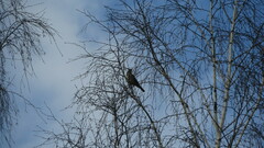 Turdus pilaris