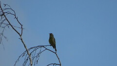 Chloris chloris