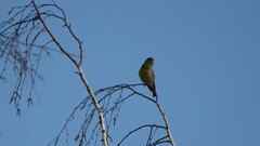 Chloris chloris