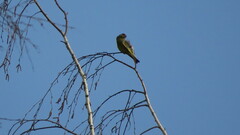 Chloris chloris