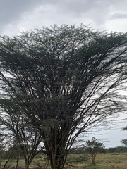 Vachellia xanthophloea