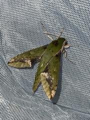 Xylophanes chiron