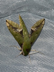 Xylophanes chiron