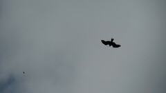 Milvus migrans
