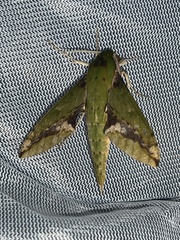 Xylophanes chiron
