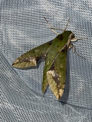 Xylophanes chiron