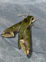 Xylophanes chiron