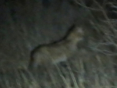 Felis lybica cafra