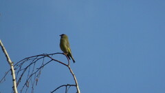 Chloris chloris