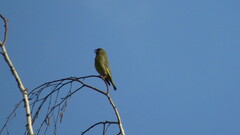 Chloris chloris