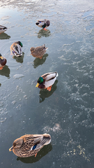 Anas platyrhynchos platyrhynchos