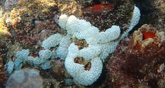 Eudistoma