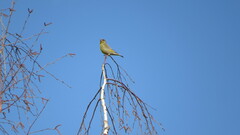 Chloris chloris