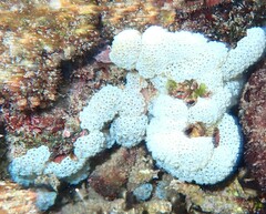 Eudistoma