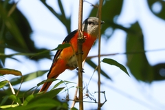 Pericrocotus solaris