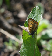 Lycaena helle