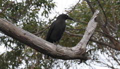 Strepera fuliginosa