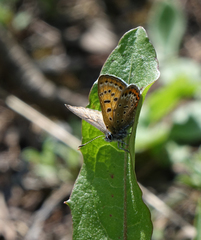 Lycaena helle