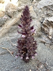 Aphyllon cooperi palmeri