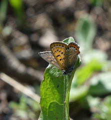 Lycaena helle