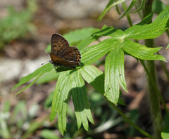 Lycaena helle