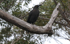 Strepera fuliginosa