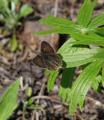 Lycaena helle