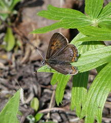 Lycaena helle