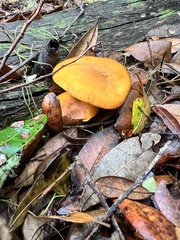 Omphalotus subilludens