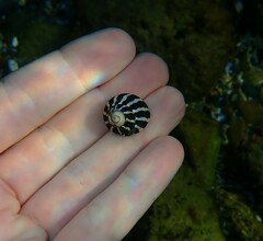 Austrocochlea porcata