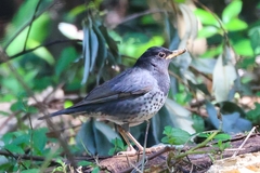 Turdus cardis