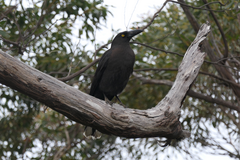 Strepera fuliginosa