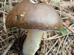 Suillus pungens