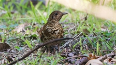 Zoothera aurea