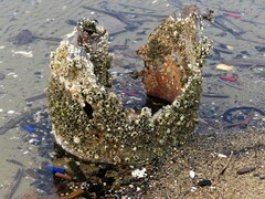 Amphibalanus eburneus