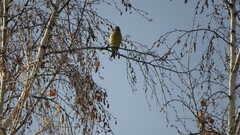 Chloris chloris