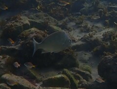 Acanthopagrus australis