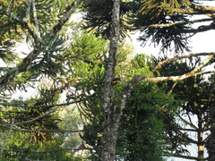 Ramphastos dicolorus