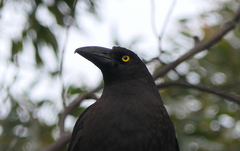 Strepera fuliginosa