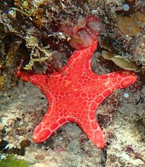 Pentagonaster duebeni