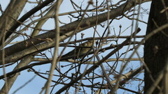 Turdus pilaris