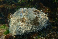 Dolabella auricularia