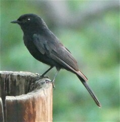 Melaenornis pammelaina