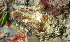 Dolabrifera brazieri