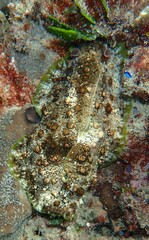 Dolabrifera brazieri